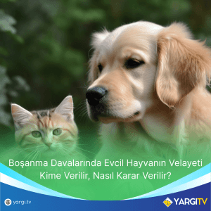 Boşanma Davalarında Evcil Hayvanın Velayeti Kime Verilir, Nasıl Karar Verilir