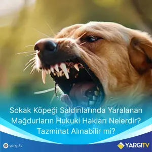 Sokak Köpeği Saldırılarında Yaralanan Mağdurların Hukuki Hakları Nelerdir Tazminat Alınabilir mi