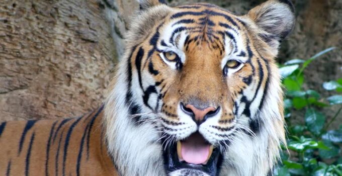 72 Kaplanın Hastalıktan Ölümü Üzerine Turistik Parka Soruşturma Başlatıldı