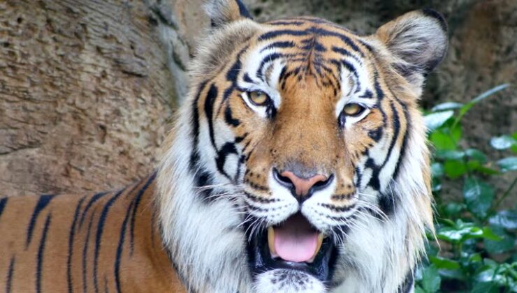 72 Kaplanın Hastalıktan Ölümü Üzerine Turistik Parka Soruşturma Başlatıldı