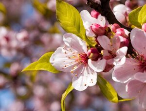 Baharın Müjdecisi Cemre Toprağa Düştü