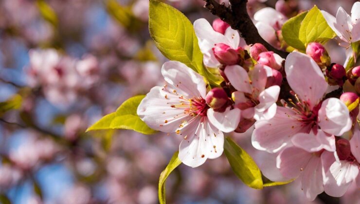 Baharın Müjdecisi Cemre Toprağa Düştü